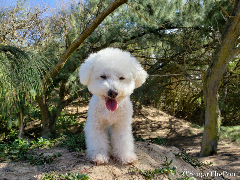 SugarThePoo Cute Maltipoo Puppy Dog sitting in sand by trees at beach