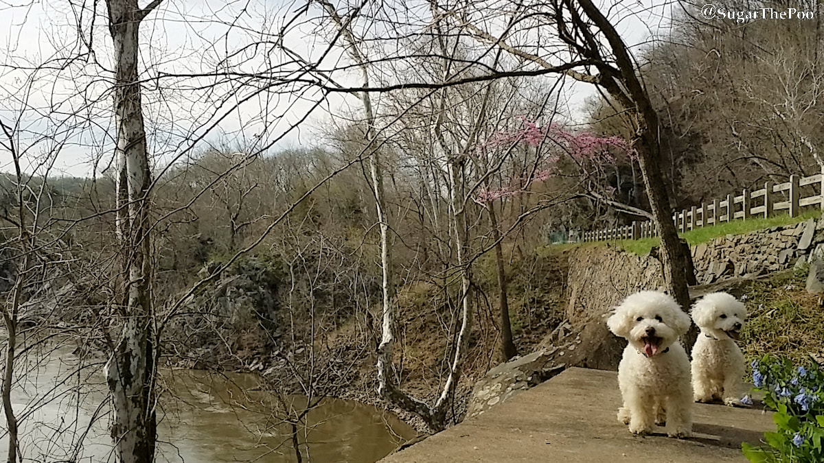 SugarThePoo Cute Maltipoo Puppy Dog with brother by C and O Canal trail overlook Potomac River Gorge Springtime