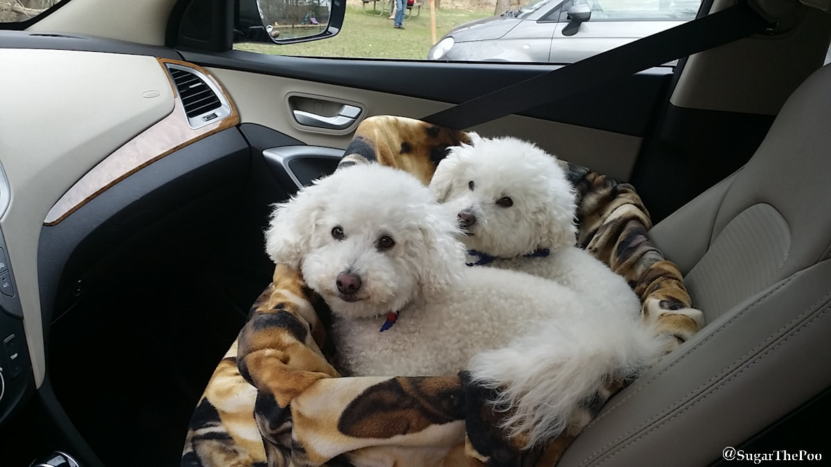 SugarThePoo Cute Maltipoo Puppy Dog with brother in car 