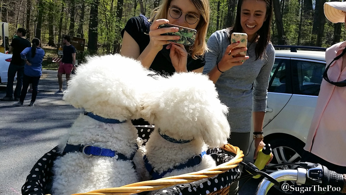 SugarThePoo Cute Maltipoo Puppy Dog with brother in bike basket with fans taking photos of them