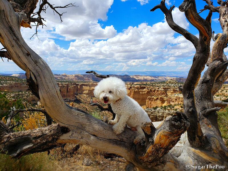 SugarThePoo Cute Maltipoo Puppy Dog in dead tree overlooking Utah canyon