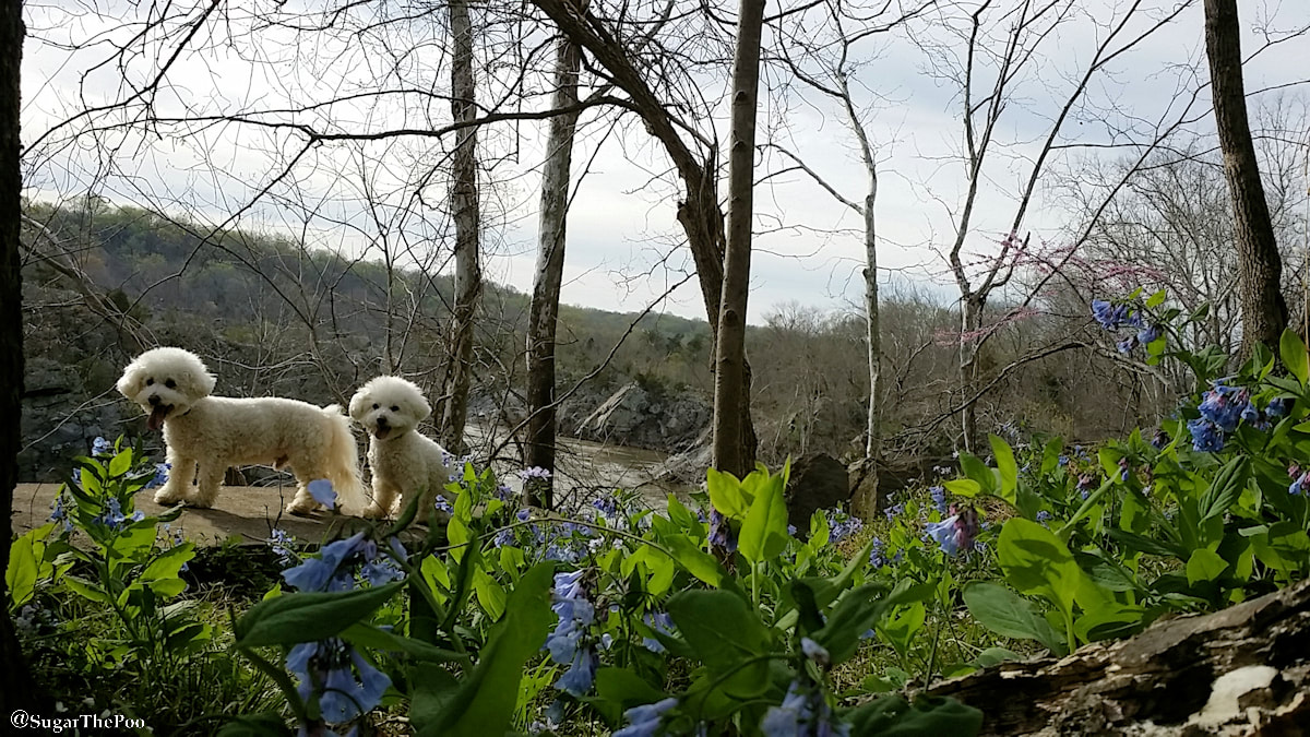 SugarThePoo Cute Maltipoo Puppy Dog with brother with Virginia Bluebells C and O Canal trail overlook Potomac River Gorge Springtime