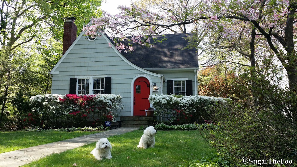 SugarThePoo Cute Maltipoo Puppy Dog with brother in front of Fairytale Cottage in Springtime