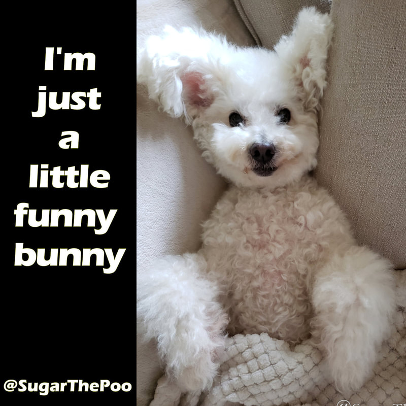 SugarThePoo Cute Maltipoo Puppy Dog with ears up meme I'm just a little funny bunny