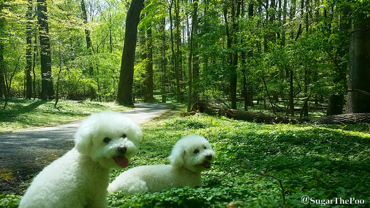 SugarThePoo Cute Maltipoo Puppy Dog with brother in clover by lush trail