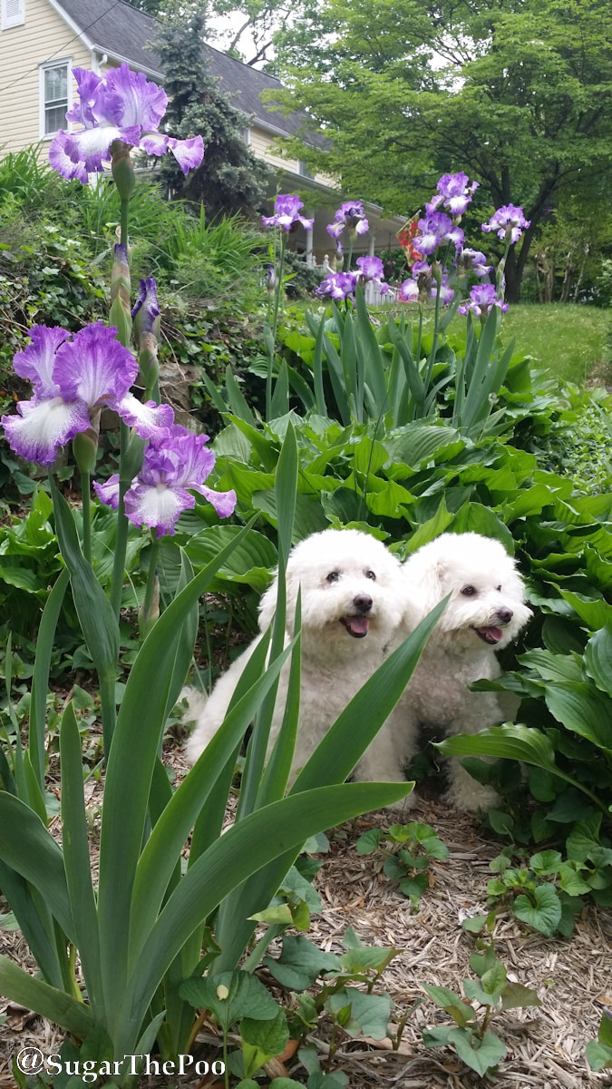 SugarThePoo Cute Maltipoo Puppy Dog with brother sitting amongst iris flowers