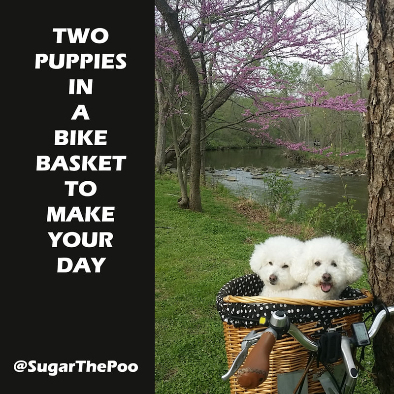SugarThePoo Cute Maltipoo Puppy Dog with brother in bike basket by creek in Springtime