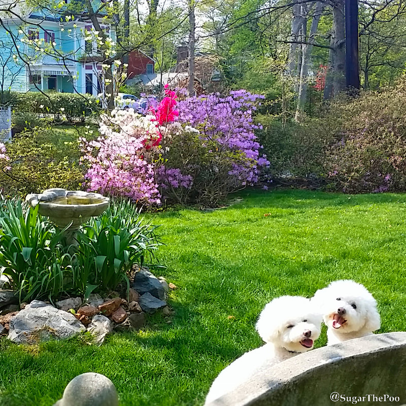 SugarThePoo Cute Maltipoo Puppy Dog with brother on bench in Fairytale Garden in Springtime