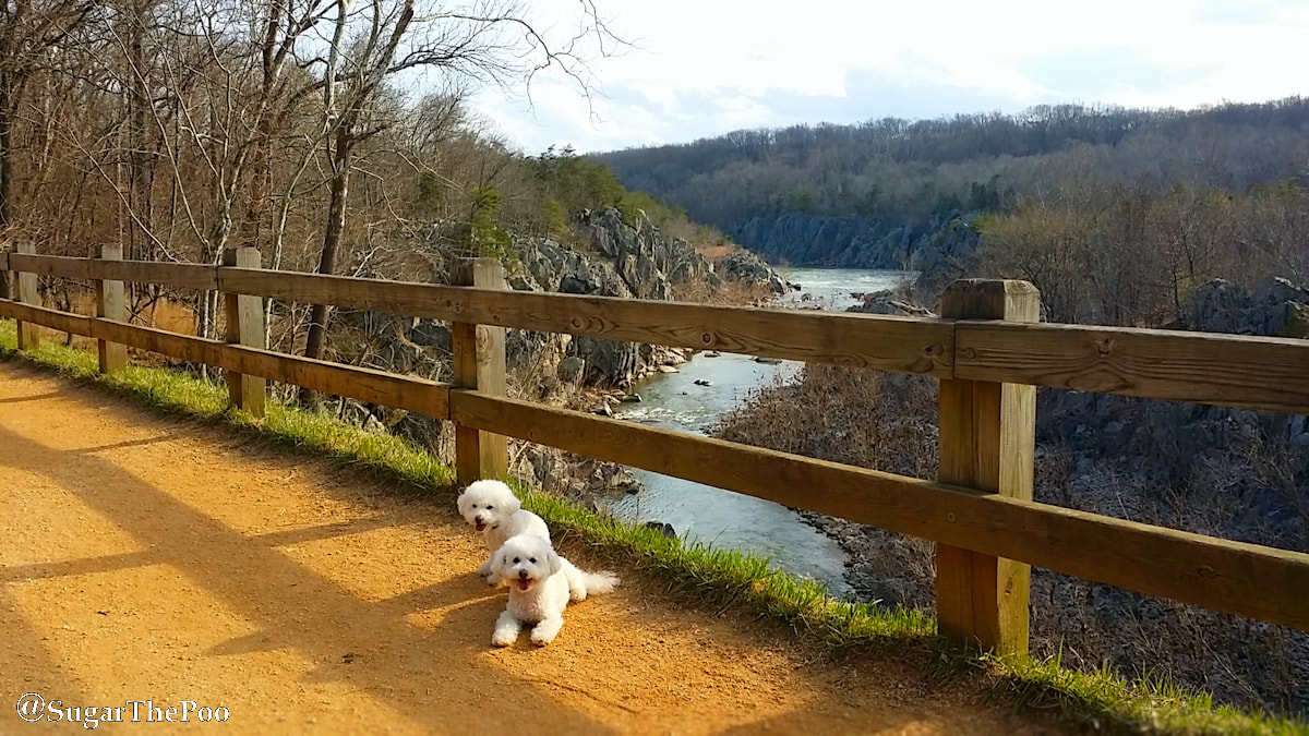SugarThePoo Cute Maltipoo Puppy Dog with brother overlooking river gorge early spring