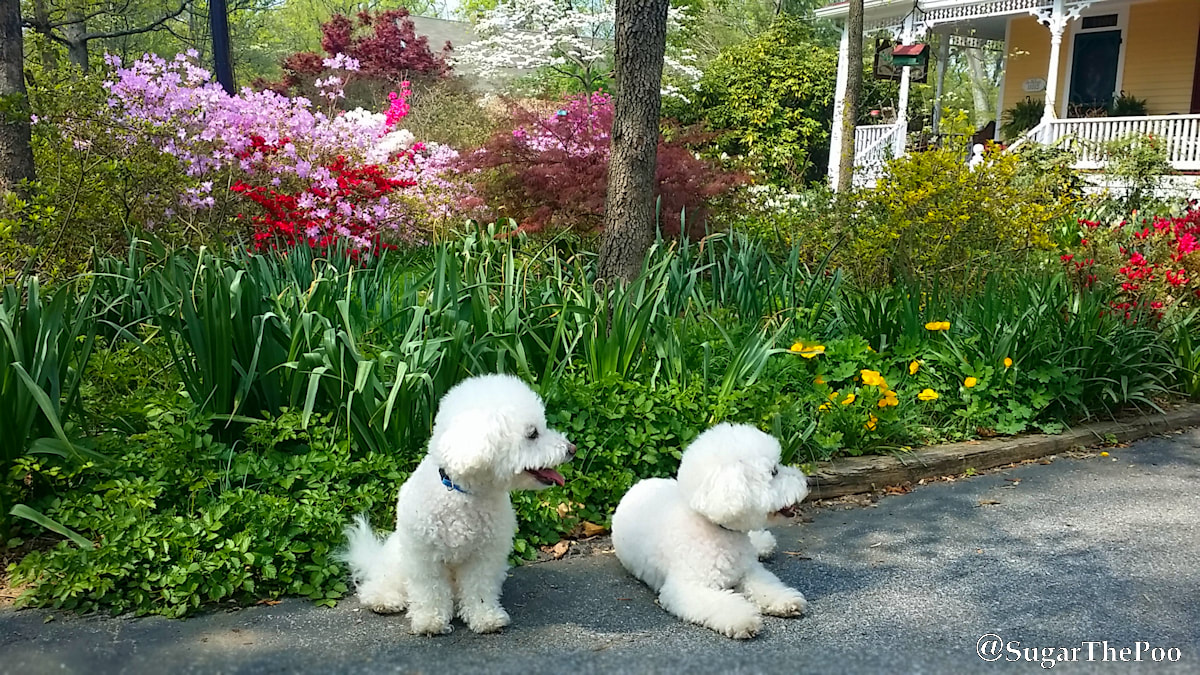 SugarThePoo Cute Maltipoo Puppy Dog with brother relax by Spring Garden