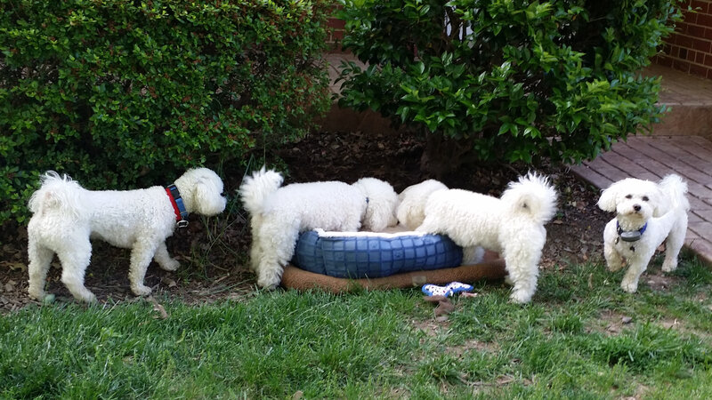 SugarThePoo Cute Maltipoo Puppy Dog with brother with neighbor dogs who look like them