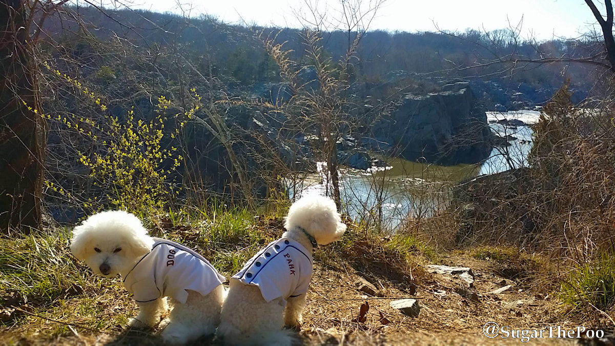 SugarThePoo Cute Maltipoo Puppy Dog with brother in dog shirts overlook river gorge in Spring