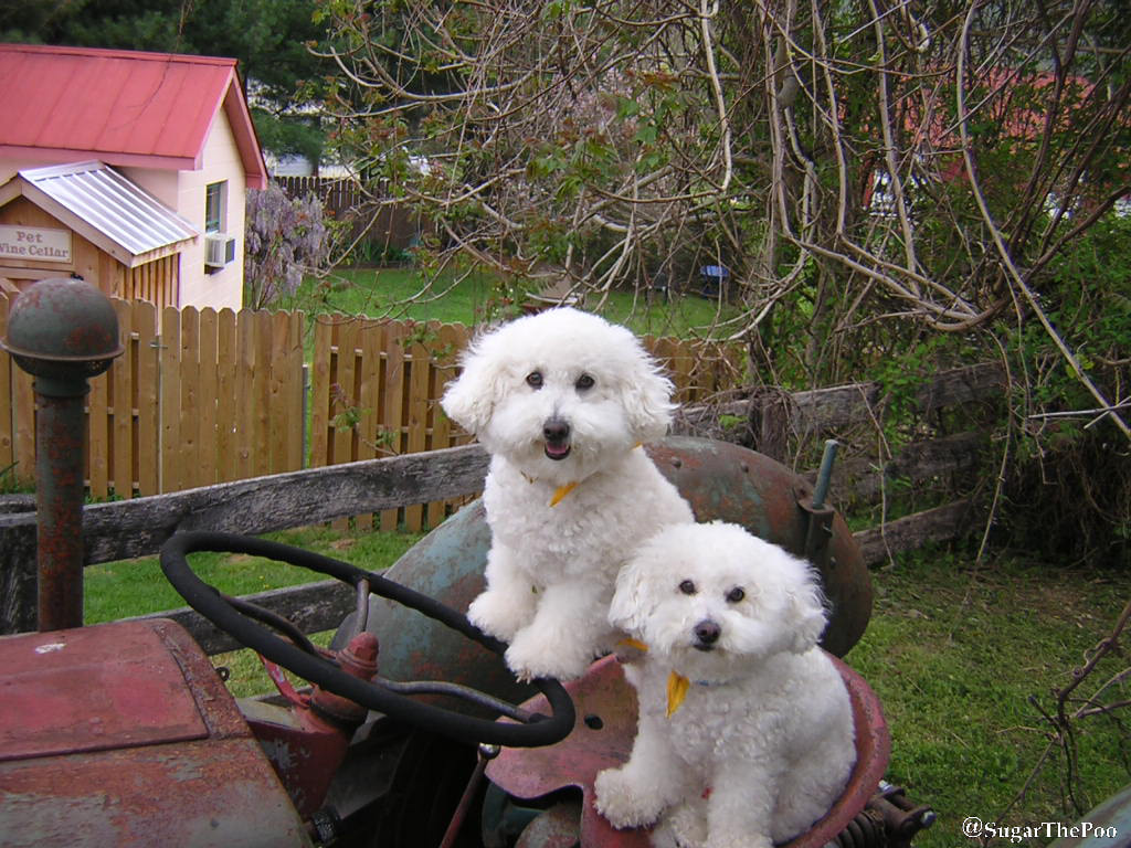 SugarThePoo Cute Maltipoo Puppy Dog with brother on tractor in spring