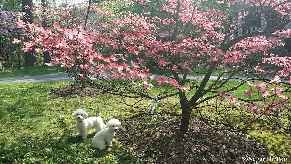 SugarThePoo Cute Maltipoo Puppy Dog with brother under pink dogwood tree spring