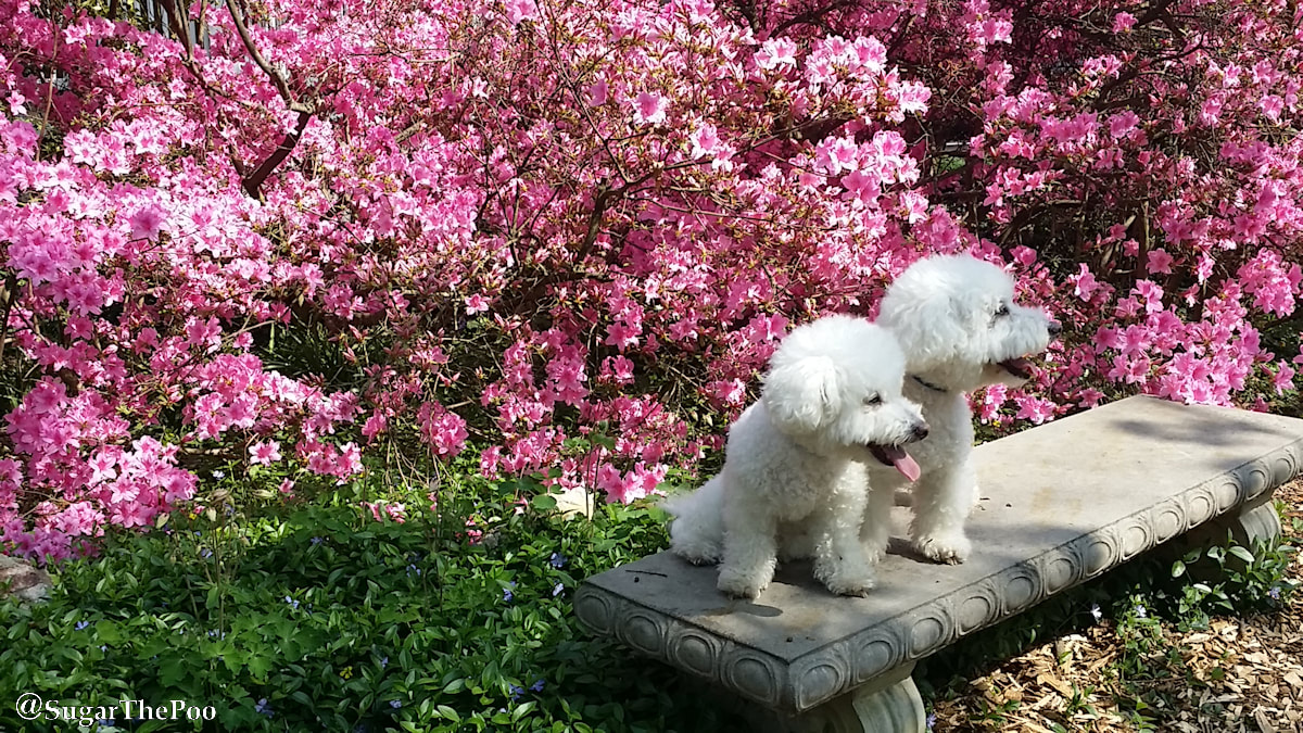 SugarThePoo Cute Maltipoo Puppy Dog with brother pose on garden bench with azaleas