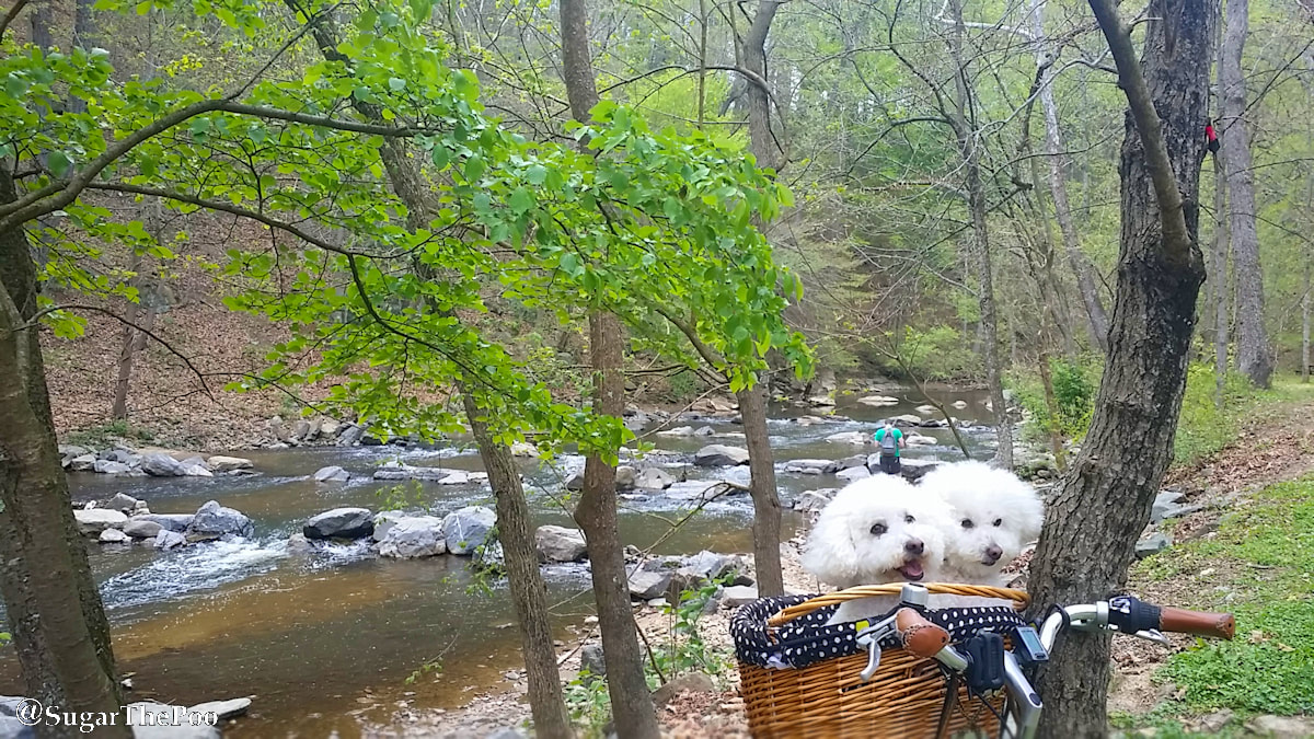 SugarThePoo Cute Maltipoo Puppy Dog with brother in bike basket by rock creek in spring