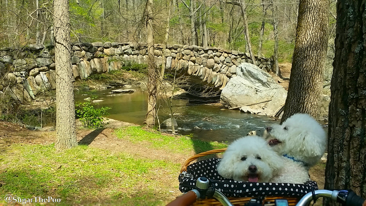 SugarThePoo Cute Maltipoo Puppy Dog with brother in bike basket by boulder bridge, rock creek in spring