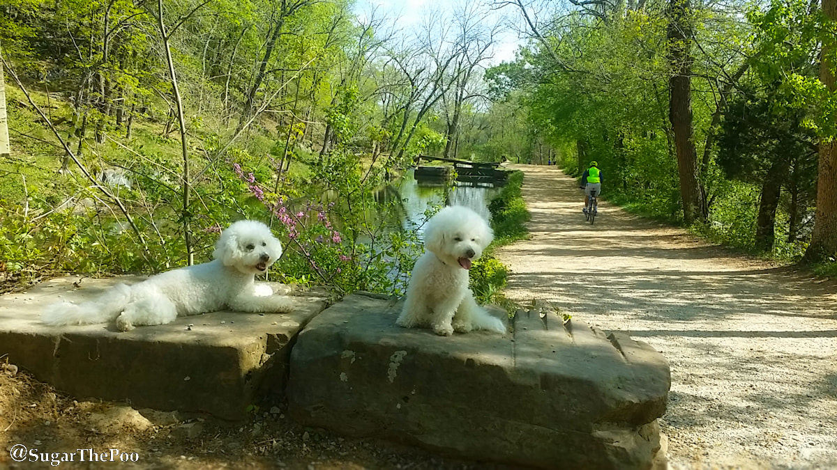 SugarThePoo Cute Maltipoo Puppy Dog with brother by canal path in spring