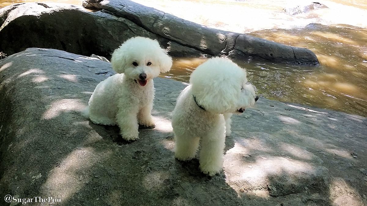 SugarThePoo Cute Maltipoo Puppy Dog with brother by Rock Creek