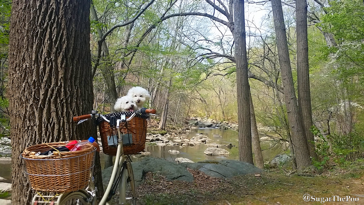 SugarThePoo Cute Maltipoo Puppy Dog with brother in bike basket by Rock Creek in early spring