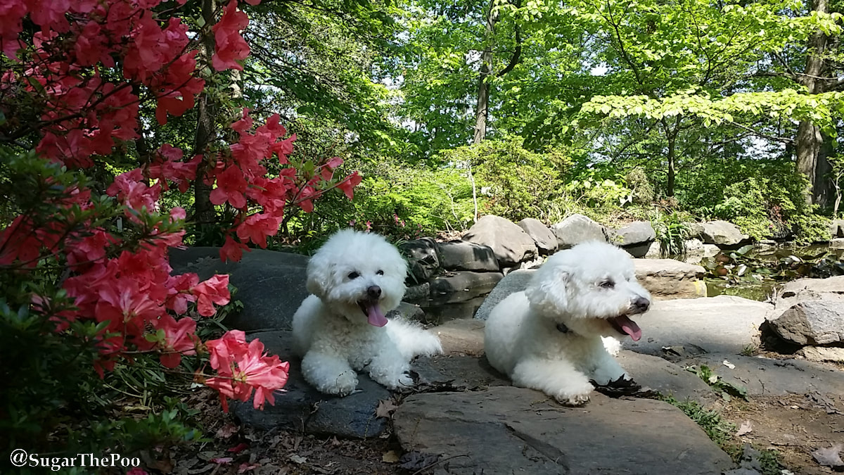 SugarThePoo Cute Maltipoo Puppy Dog with brother by azaleas