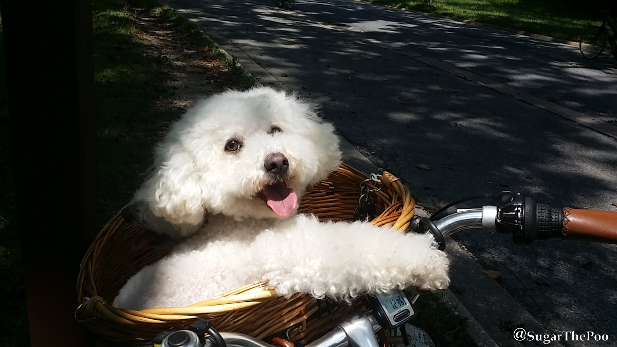 SugarThePoo Cute Maltipoo Puppy Dog in bike basket smiling with his arm out