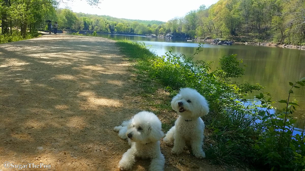 SugarThePoo Cute Maltipoo Puppy Dog with brother on canal path in spring
