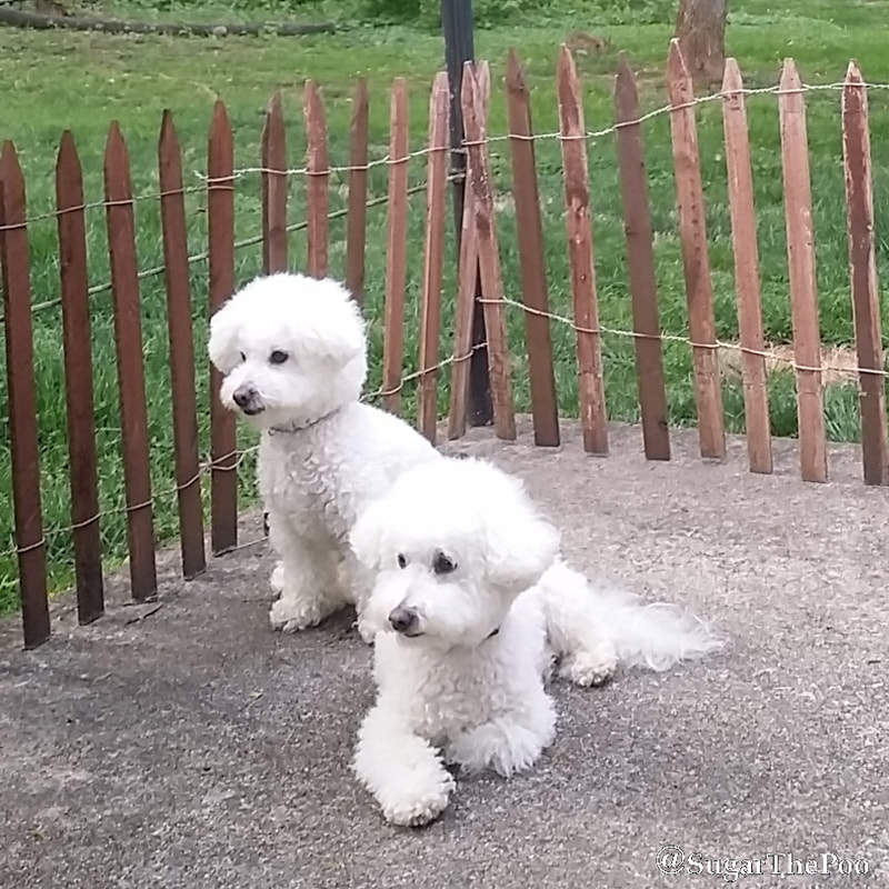 SugarThePoo Cute Maltipoo Puppy Dog with brother behind fence on patio