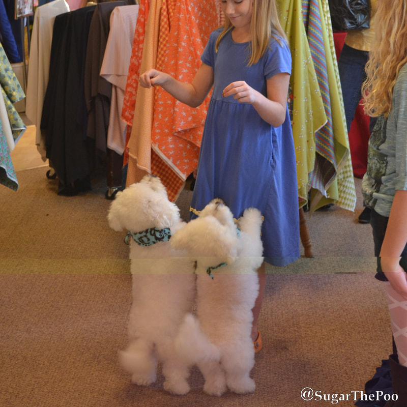 SugarThePoo Cute Maltipoo Puppy Dog with brother on hind legs for treats from young girl