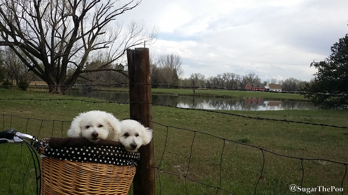 SugarThePoo Cute Maltipoo Puppy Dog with brother in bike basket by farm and pond