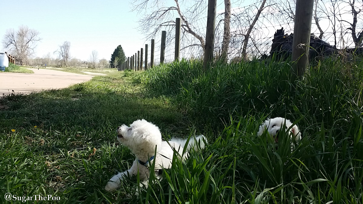 SugarThePoo Cute Maltipoo Puppy Dog with brother in high spring green grass