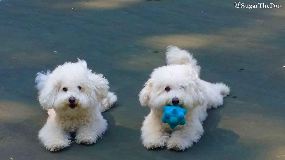 SugarThePoo Cute Maltipoo Puppy Dog with brother laying down with play ball