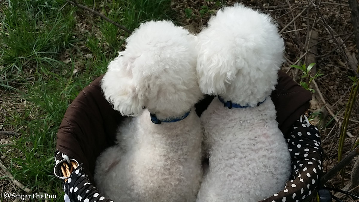 SugarThePoo Cute Maltipoo Puppy Dog with brother in bike basket