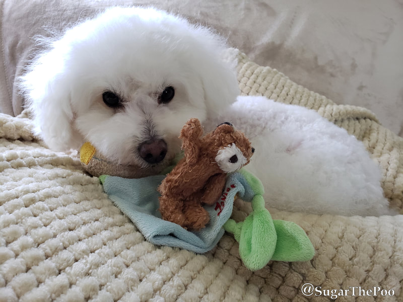 SugarThePoo Cute Maltipoo Puppy Dog with tiny teddy bear toy