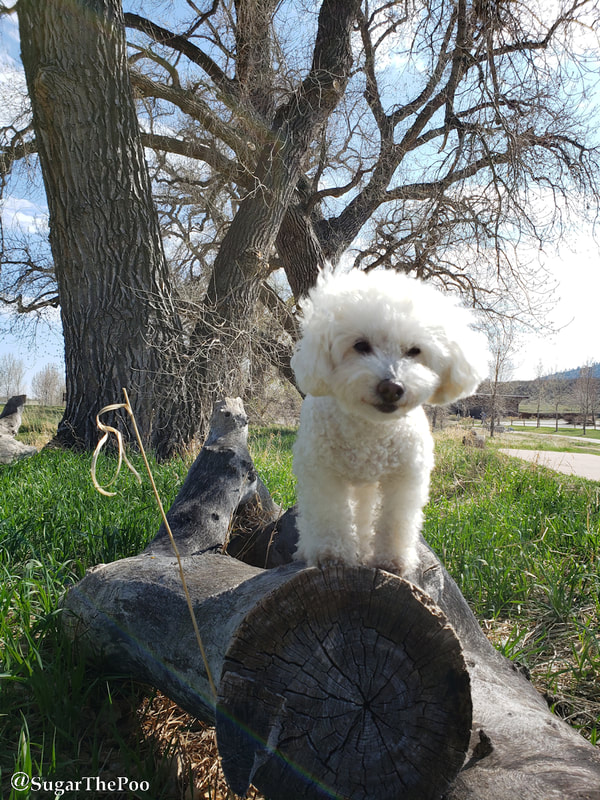 SugarThePoo Cute Maltipoo Puppy Dog standing on log