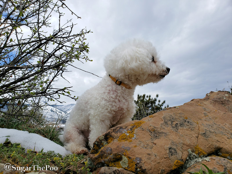 SugarThePoo Cute Maltipoo Puppy Dog sitting on large rock with mountains in background