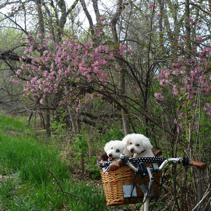 SugarThePoo Cute Maltipoo Puppy Dog with brother in bike basket by spring blossoms
