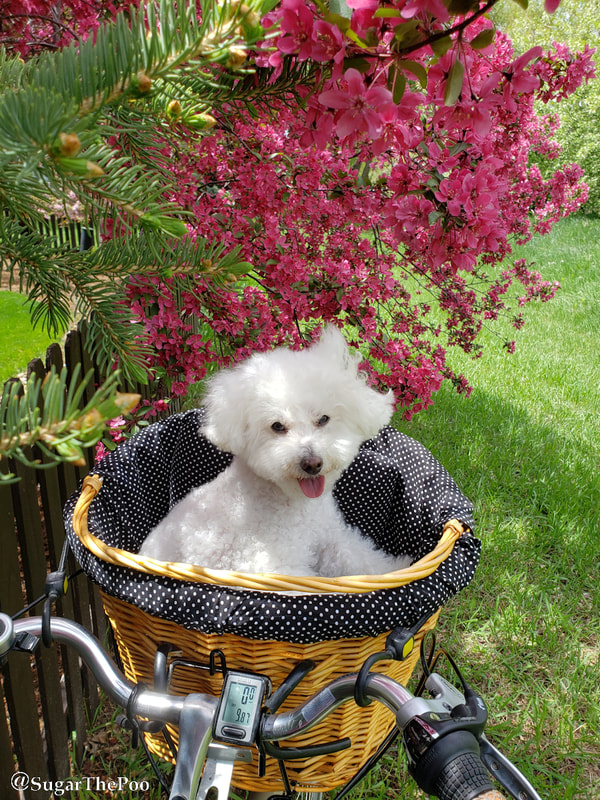 SugarThePoo Cute Maltipoo Puppy Dog in bike basket by spring blossoms