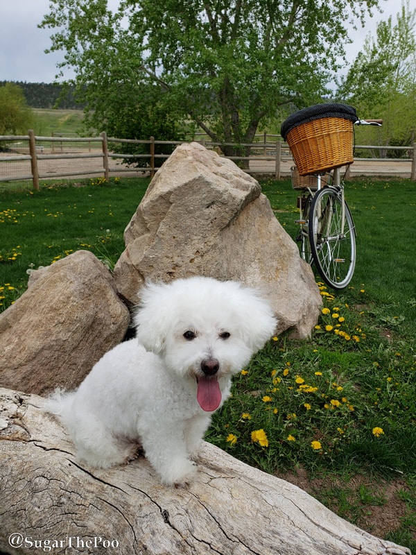 SugarThePoo Cute Maltipoo Puppy Dog smiling on rock by green grass