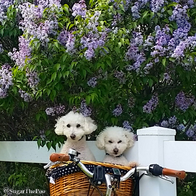 SugarThePoo Cute Maltipoo Puppy Dog with brother in bike basket under lilacs in bloom