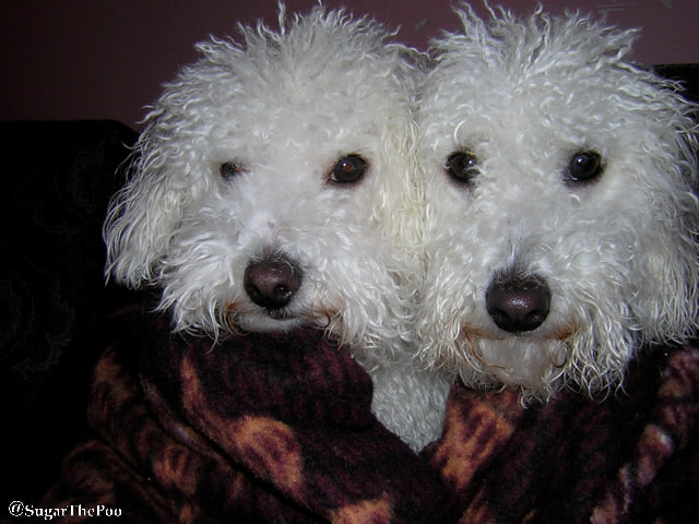 SugarThePoo Cute Maltipoo Puppy Dog with brother wet after bath