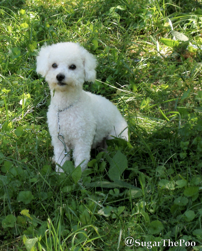 SugarThePoo Cute Maltipoo Puppy Dog in grass just after being rescued