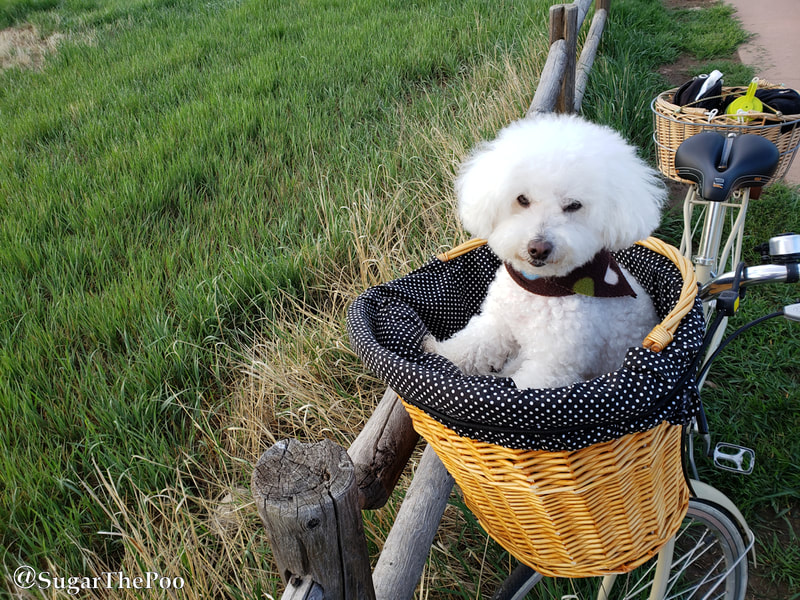 SugarThePoo Cute Maltipoo Puppy Dog in bike basket