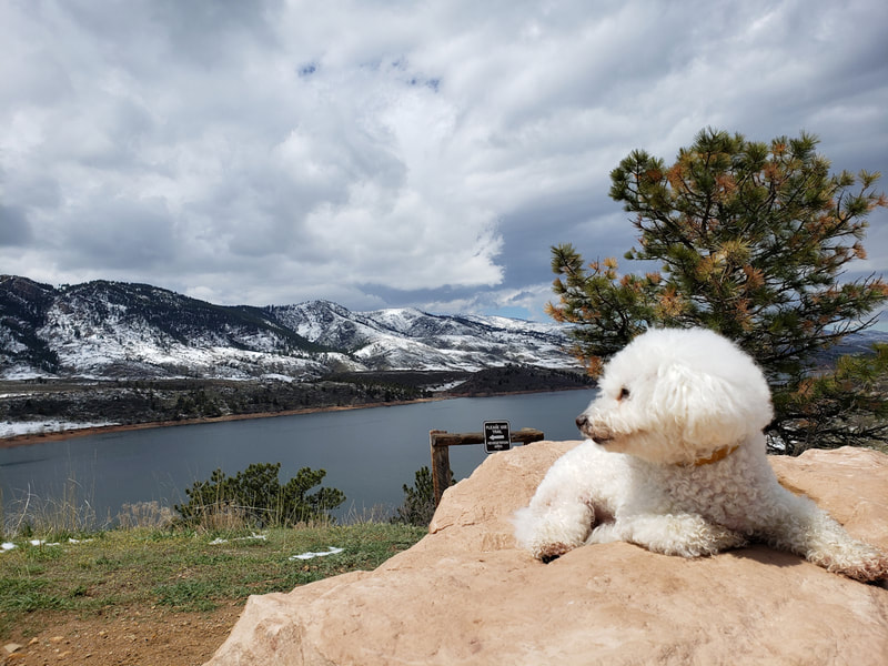 SugarThePoo Cute Maltipoo Puppy Dog laying on huge boulder with mountains and lake