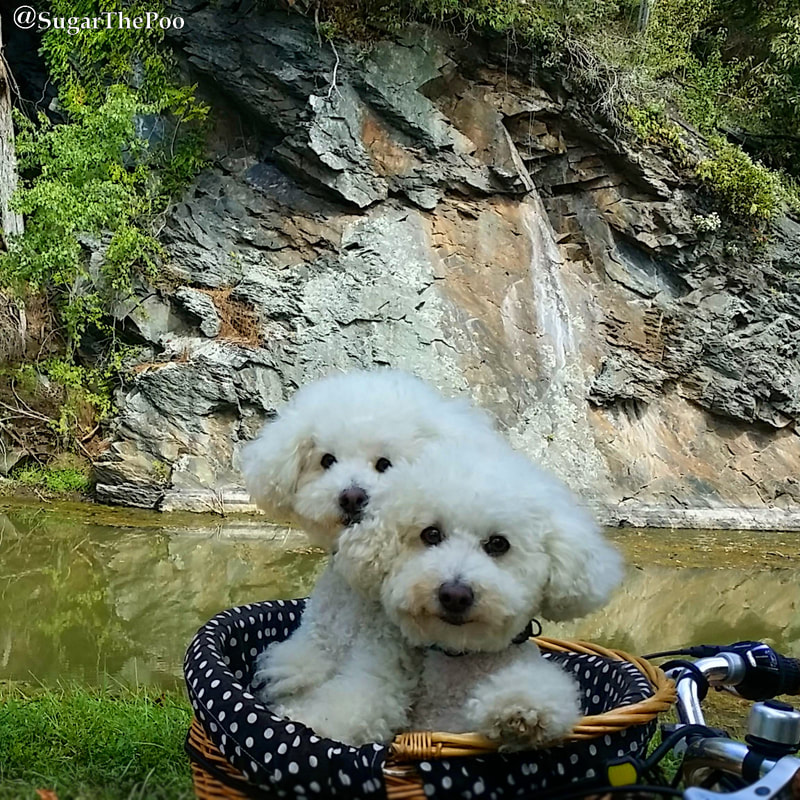 SugarThePoo Cute Maltipoo Puppy Dog with brother in bike basket by gorgeous canal cliff