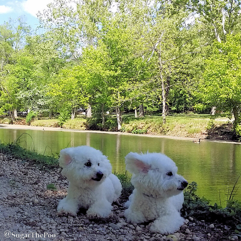 SugarThePoo Cute Maltipoo Puppy Dog with brother by canal with ears blown back