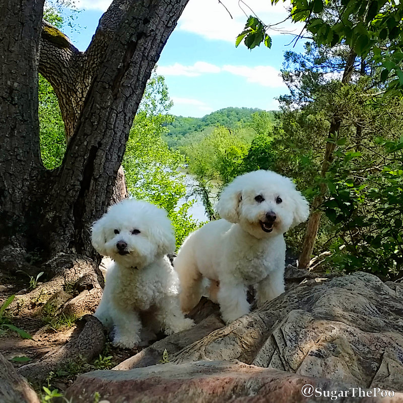 SugarThePoo Cute Maltipoo Puppy Dog with brother on rocks high over view of river
