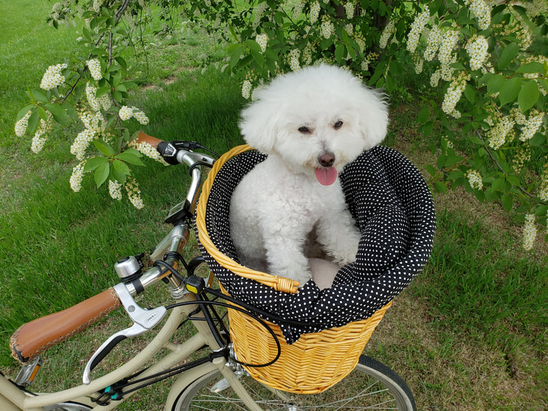 SugarThePoo Cute Maltipoo Puppy Dog in bike basket by blossoms 