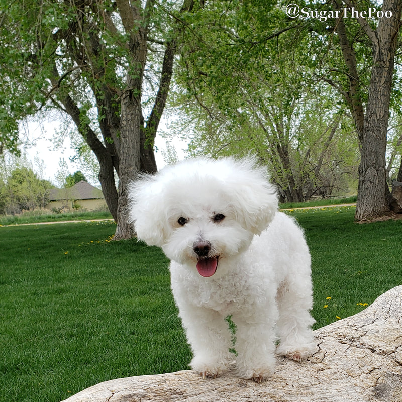 SugarThePoo Cute Maltipoo Puppy Dog on log in park