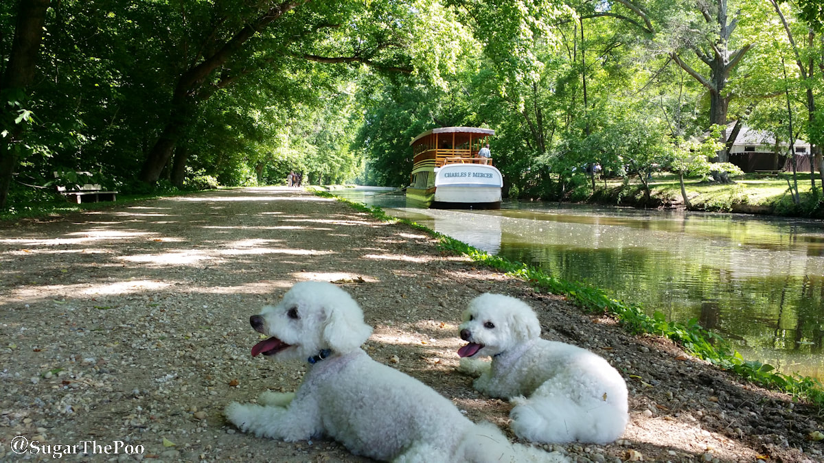 SugarThePoo Cute Maltipoo Puppy Dog with brother laying by canal with canal boat